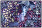 TOP 50 Zoanthid Solomon collected